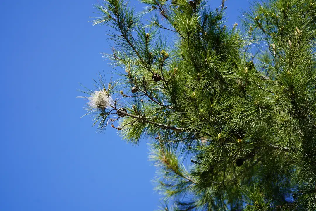 Antalya Ormanlarında İstila Başladı: Beyaz Keselerden Uzak Durun! 4
